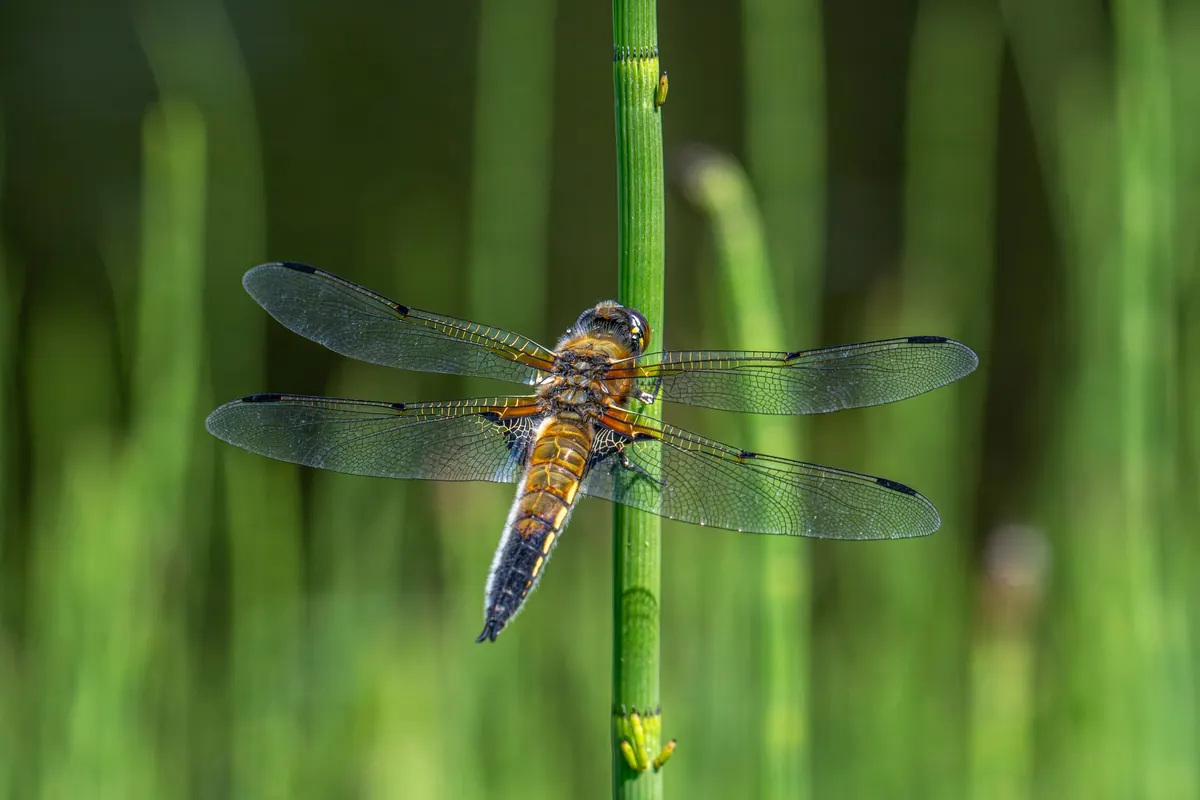 Beginner's Guide to UK Dragonflies and Damselflies in Wetlands