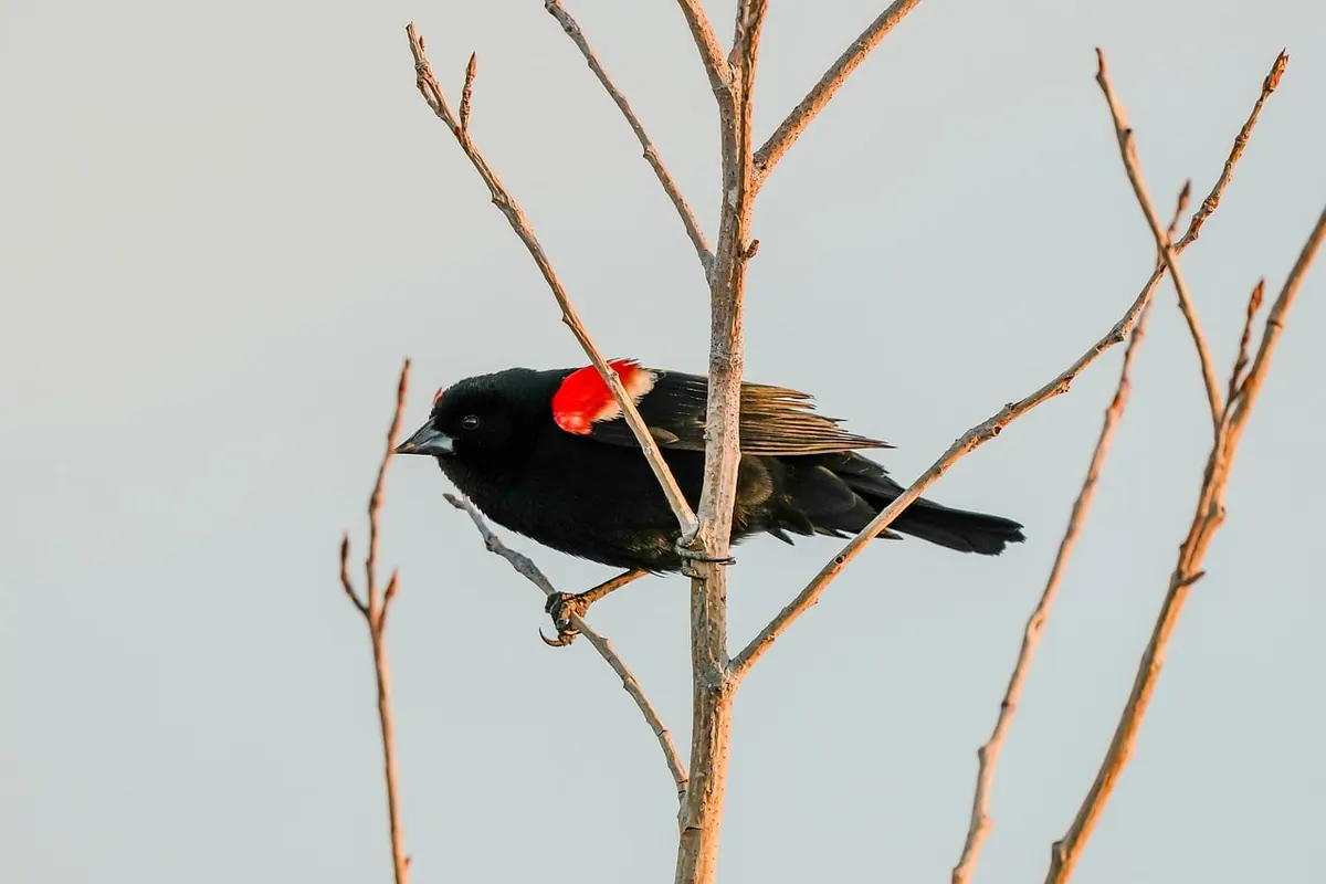 Beginner's Guide to Wetland Wildlife Watching in the UK: Gear, Etiquette and First Steps