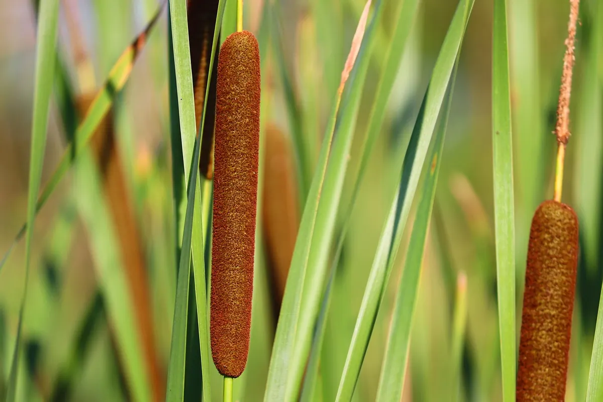 Common Mistakes When Identifying UK Wetland Plants (and How to Fix Them)