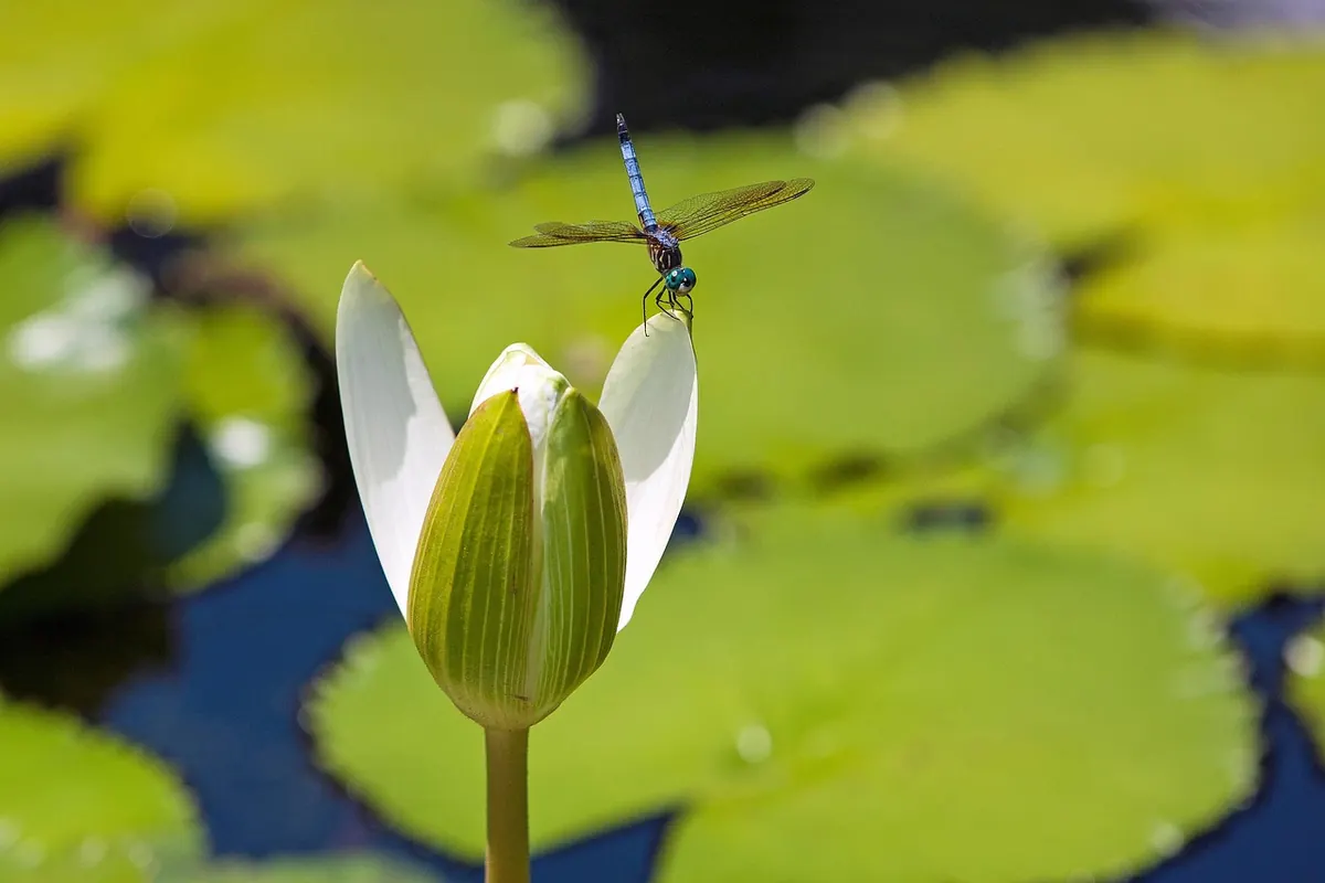 How to Build a Mini Wildlife Pond in a Small UK Garden