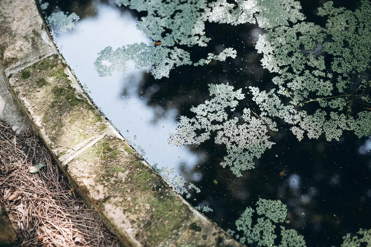 Identifying Common UK Marginal Plants: A Field Guide for Pond Edges