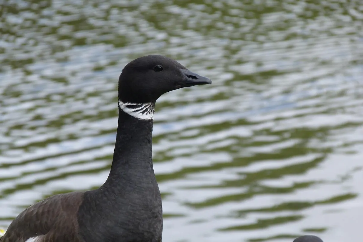 Spring Wetland Bird Checklist for UK Marshes and Reservoirs