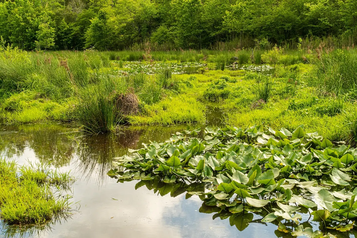 Volunteering for Wetland Conservation in the UK: A Practical Checklist