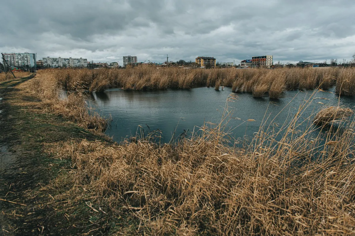 Why Wetlands Matter: UK Ecosystem Services Explained Simply